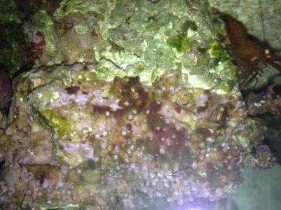 GSP algae.jpg