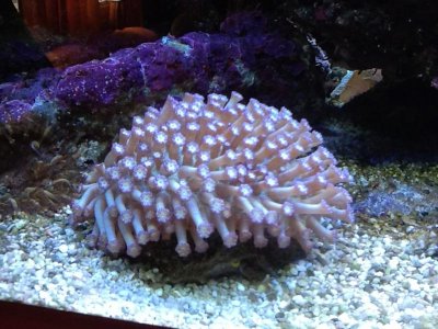 Flower pot coral.jpg
