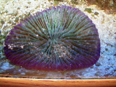 platecoral.jpg