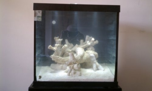 IMAG0294.jpg