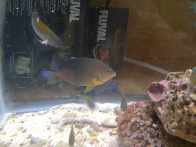 july 15,2012 fish i caught from boca 014.jpg