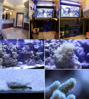 Fish room build collage 3.jpg