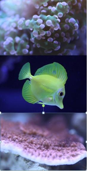 Fish room build collage 4.jpg