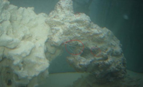 rock1.jpg