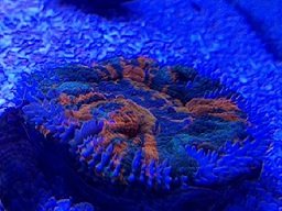 IMG_0250.JPG