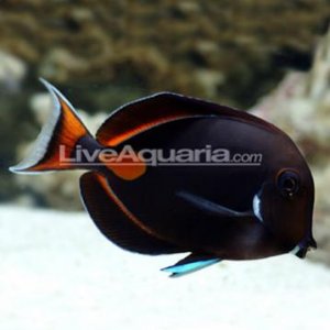 achilles-tang.jpg