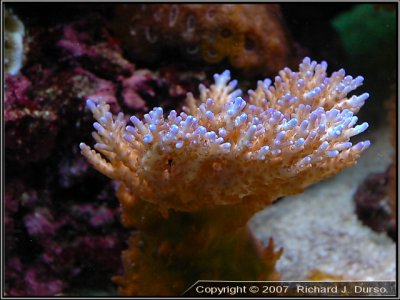 bluetip_solitaryensis07[1].jpg