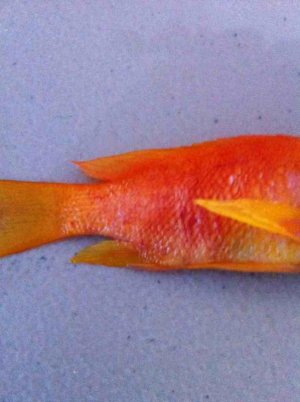 ImageUploadedByTapatalk1343163276.484643.jpg ImageUploadedByTapatalk1343163276.484643.jpg