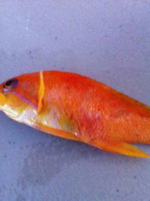 ImageUploadedByTapatalk1343163292.854064.jpg ImageUploadedByTapatalk1343163292.854064.jpg