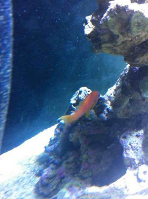 ImageUploadedByTapatalk1343163318.970467.jpg ImageUploadedByTapatalk1343163318.970467.jpg