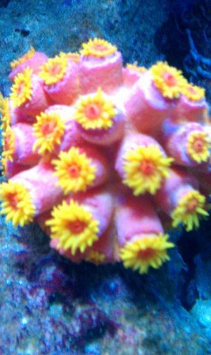SunCoral (3).jpg