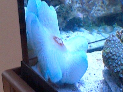 Blue Carpet Day 1.jpg