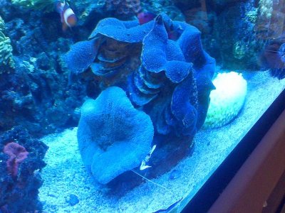 Clam and Carpet 1.jpg