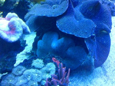 Clam and Carpet 2.jpg