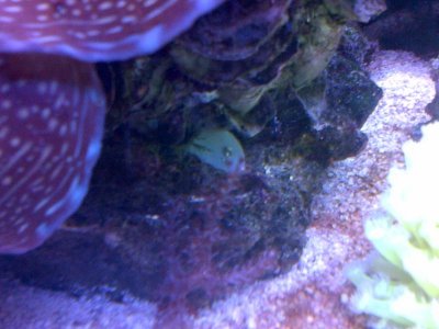 Clam and Carpet 3.jpg