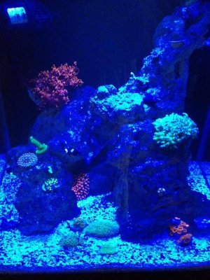 Reef8-15-2012 blue light.JPG