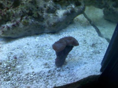 trumpet coral.jpg