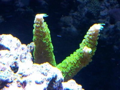 Acropora.jpg
