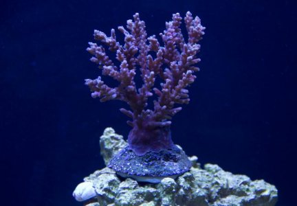 sps_1_june.jpg
