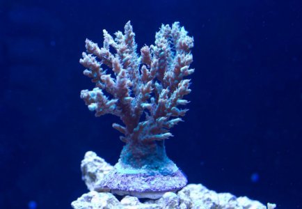 sps_1_aug.jpg