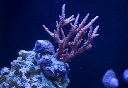 sps_2_aug.jpg