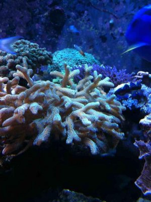 ImageUploadedByTapatalk1343677975.504490.jpg
