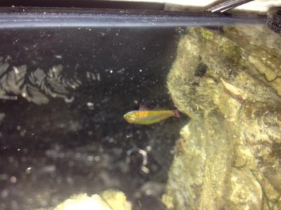 hoveringgoby.jpg
