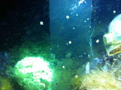 Asterina stars.jpg