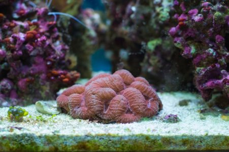 Lobophyllia.jpg