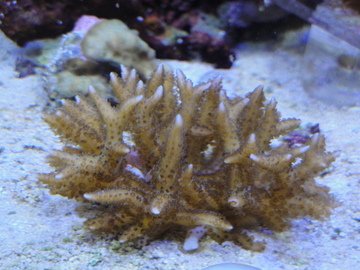 coral 1.jpg