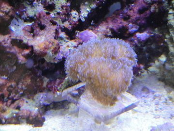 coral 2.jpg