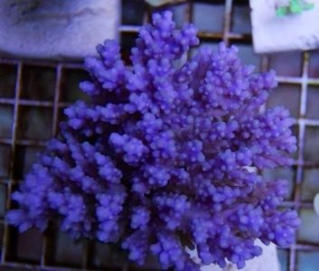 ImageUploadedByTapatalk1344006494.138909.jpg