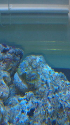 frogspawn.jpg