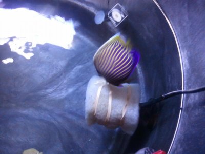 IMP IN TUB 8-30-2011.jpg