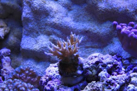 purpleacro 26 Aug 2012.jpg
