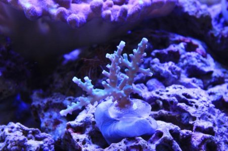christmas acro frag 26 aug 2012.jpg