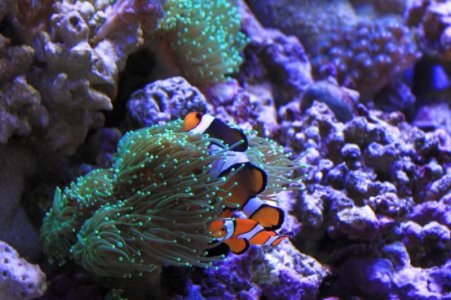 clowns 26 Aug 2012.jpg