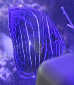 angel white spot.jpg