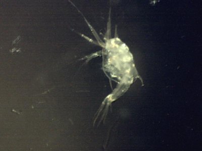 Ponce Inlet 8 23 2012 1mm copepod.jpg