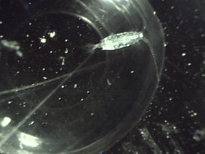 Ponce Inlet 8 23 2012 3mm copepod.jpg