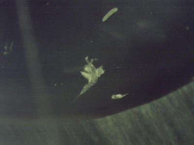 ponce Inlet 8 23 2012 Small and Tiny Copepods.jpg