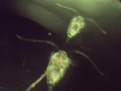ponce Inlet 8 23 2012 two sizes copepods.jpg
