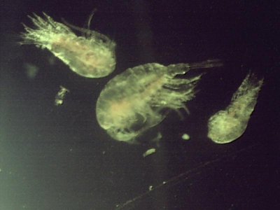 ponce Inlet 8 23 2012 Three copepods.jpg
