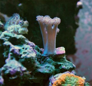 asterospicularis.jpg