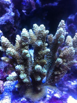 photo (1).jpg