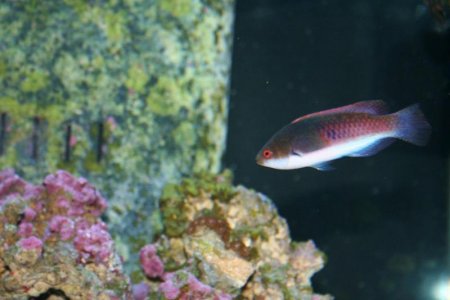 fairy wrasse.jpg