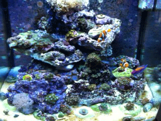 zoa1.gif