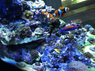zoa2.gif