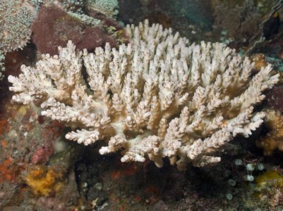 Acropora_selago_9384[1].jpg