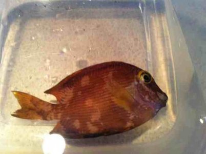 ImageUploadedByTapatalk1344456211.721544.jpg ImageUploadedByTapatalk1344456211.721544.jpg